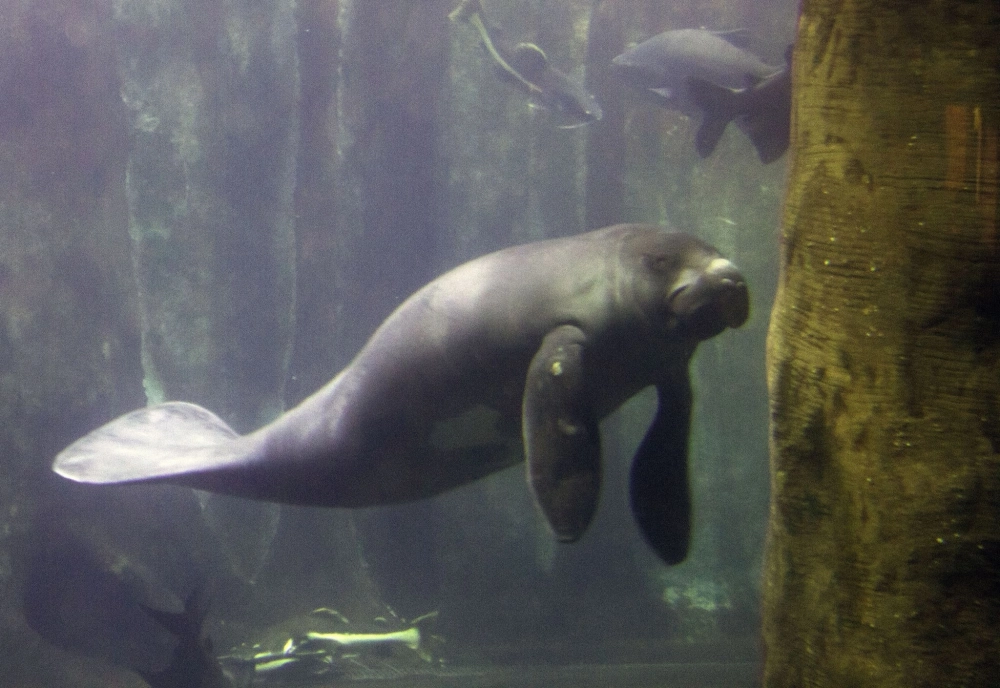 Khung cảnh lợn biển Florida bơi xuyên qua rừng ngập mặn