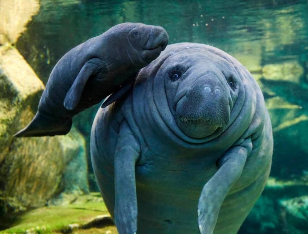 Lợn biển con đùa nghịch cùng những bong bóng nước