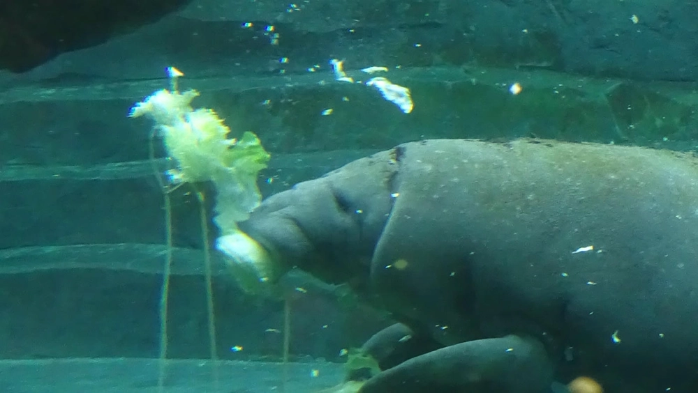 Lợn biển và con người tương tác thân thiện trong môi trường tự nhiên