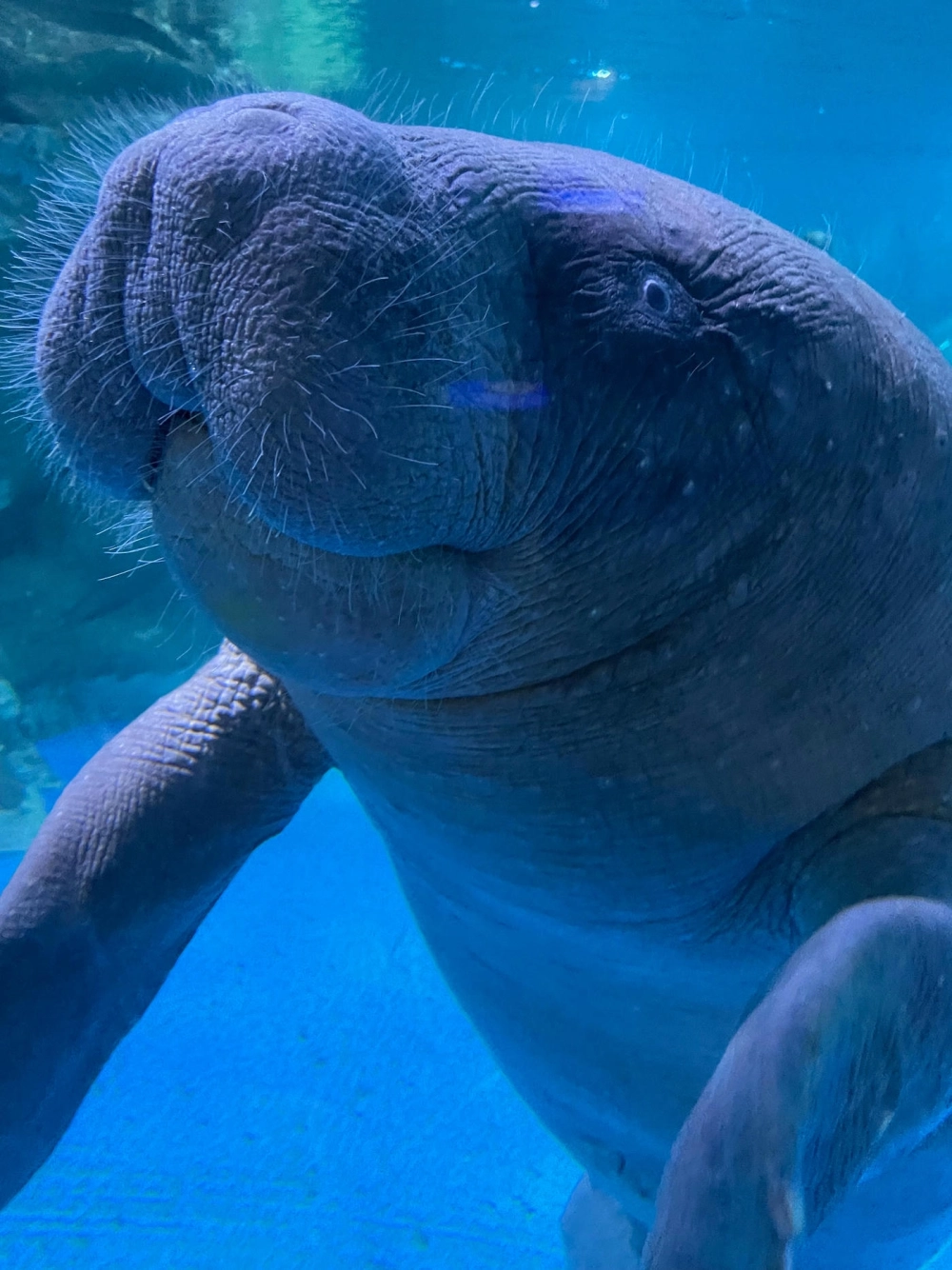 Hình ảnh lợn biển Manatee bơi lội nhẹ nhàng trong dòng nước xanh mát