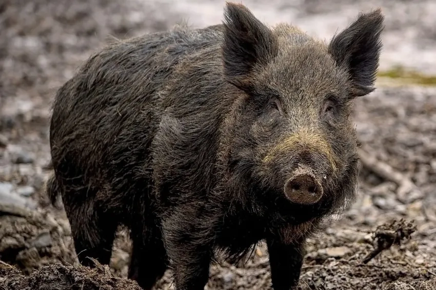 Lợn rừng giống chuẩn giúp người nuôi dễ sinh lời