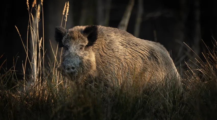 Giống heo rừng thuần giúp Lợn rừng phát triển tốt