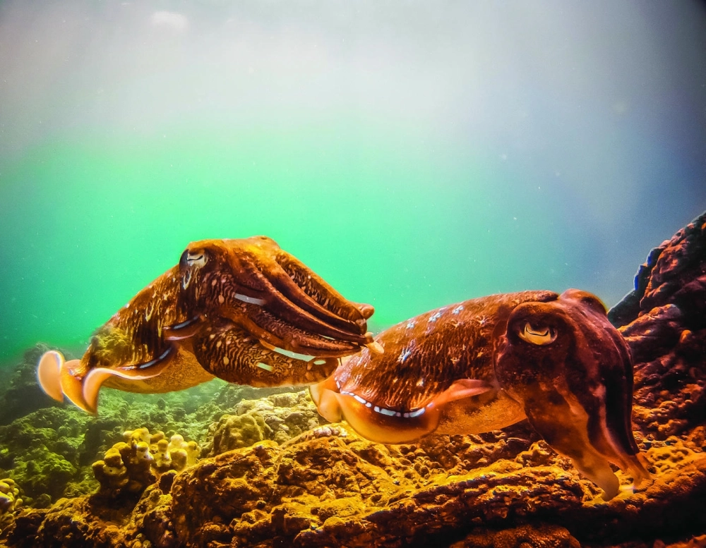 Mực nang giao tiếp bằng cách thay đổi tín hiệu màu sắc