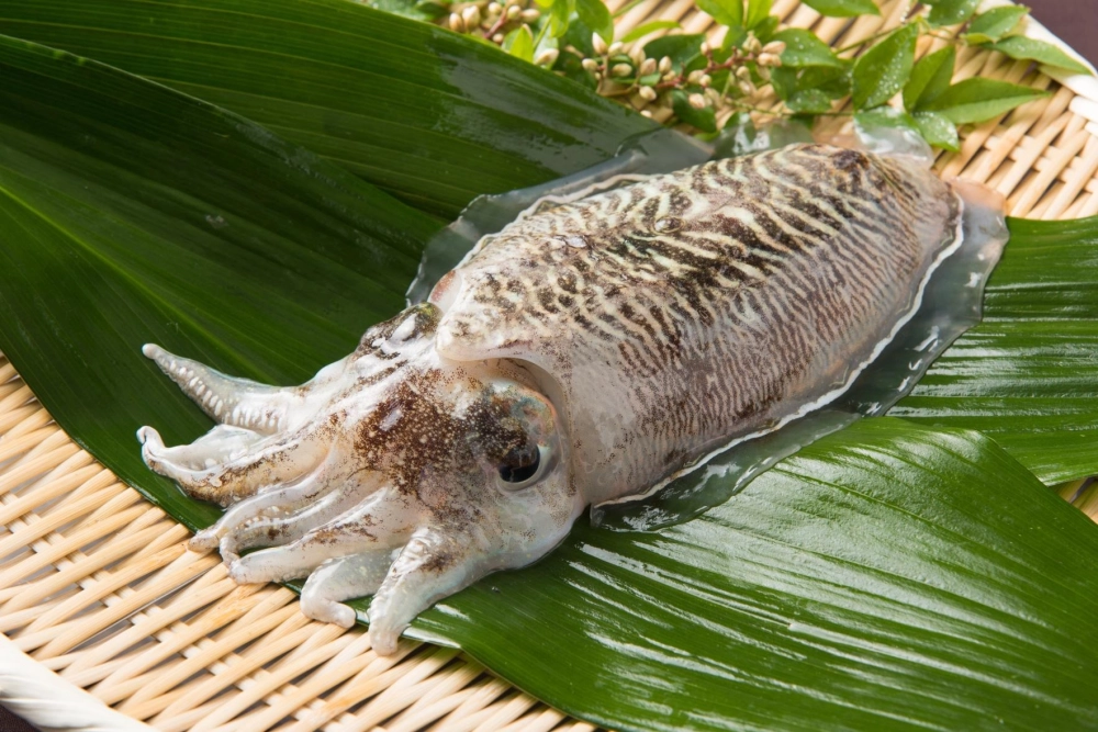 Màu sắc da mực nang thay đổi theo ánh sáng môi trường