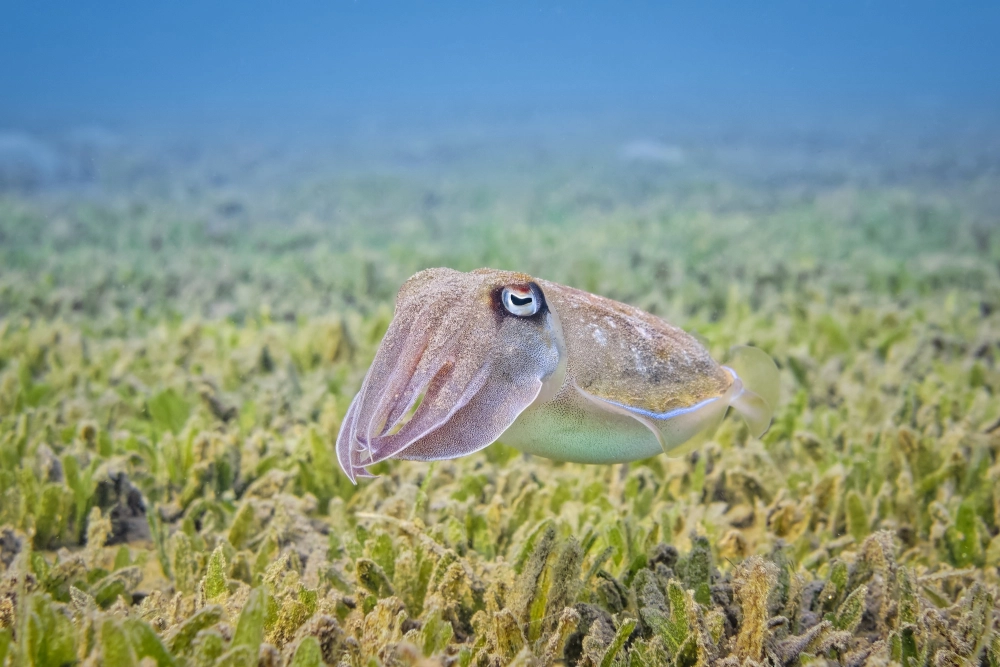 Mực nang cuộn tròn xúc tu tạo hình dáng lạ mắt