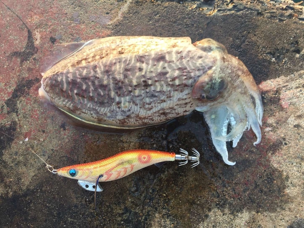 Chú mực nang nhỏ bơi lội giữa các bụi rong biển