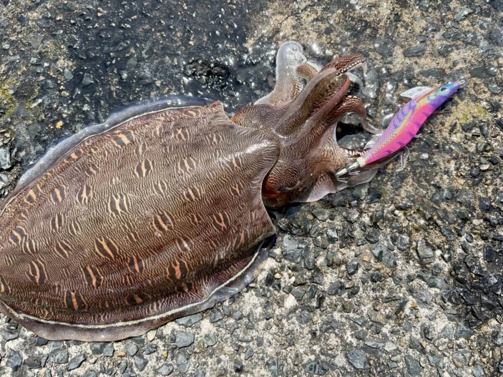 Mực nang khoe sắc với các dải màu neon rực rỡ