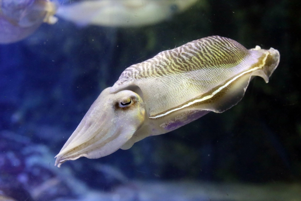 Ánh sáng xuyên qua làn nước soi rọi bóng dáng mực nang