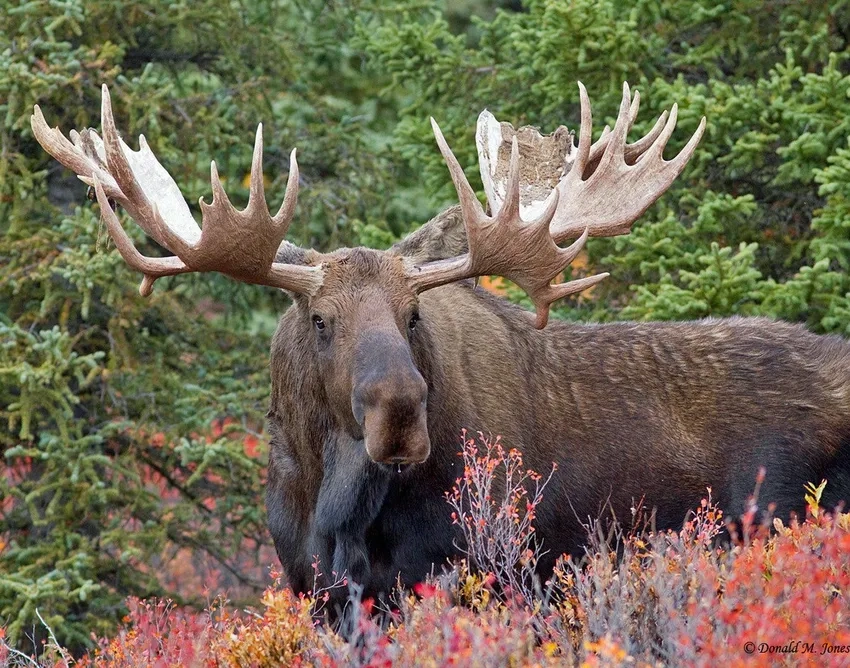 Hiện tượng nai sừng tấm rụng sừng theo mùa đông