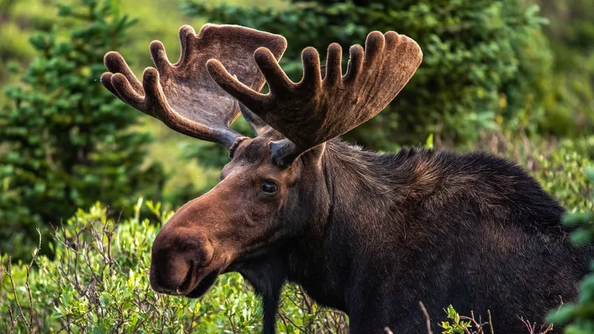 Những diễn biến mới xoay quanh nai sừng tấm tin tức