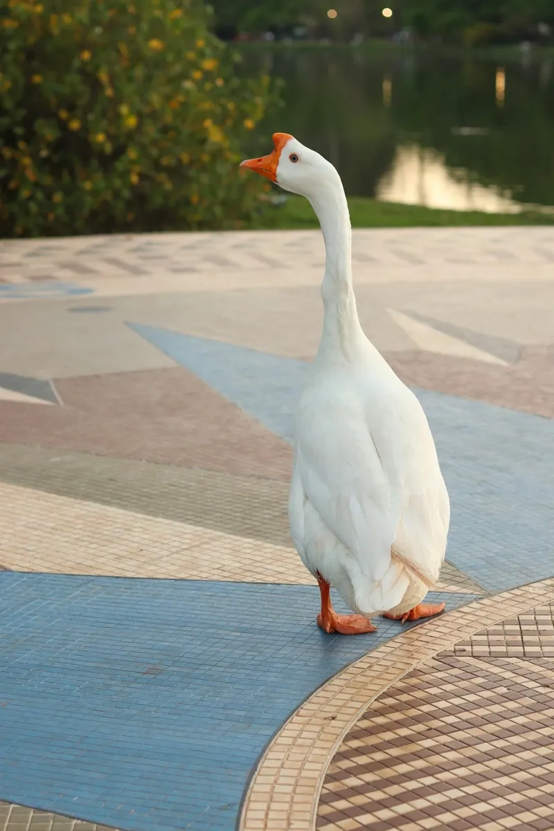 Nguồn dinh dưỡng từ trứng ngỗng trắng