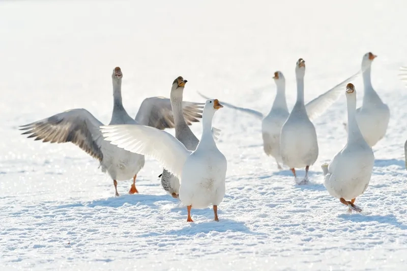Ý nghĩa ngỗng trắng đại diện cho điều gì