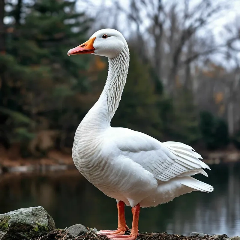 Quá trình ngỗng trắng sinh sản tốt