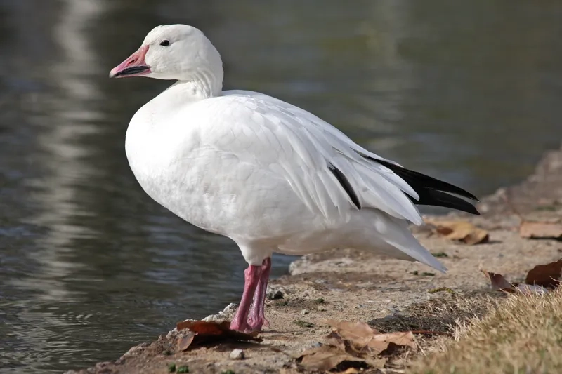 Giải mã ngỗng trắng có hung dữ không