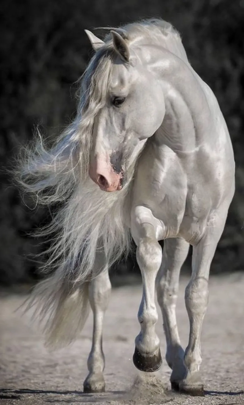 Đặc điểm giống ngựa bạch Trung Quốc