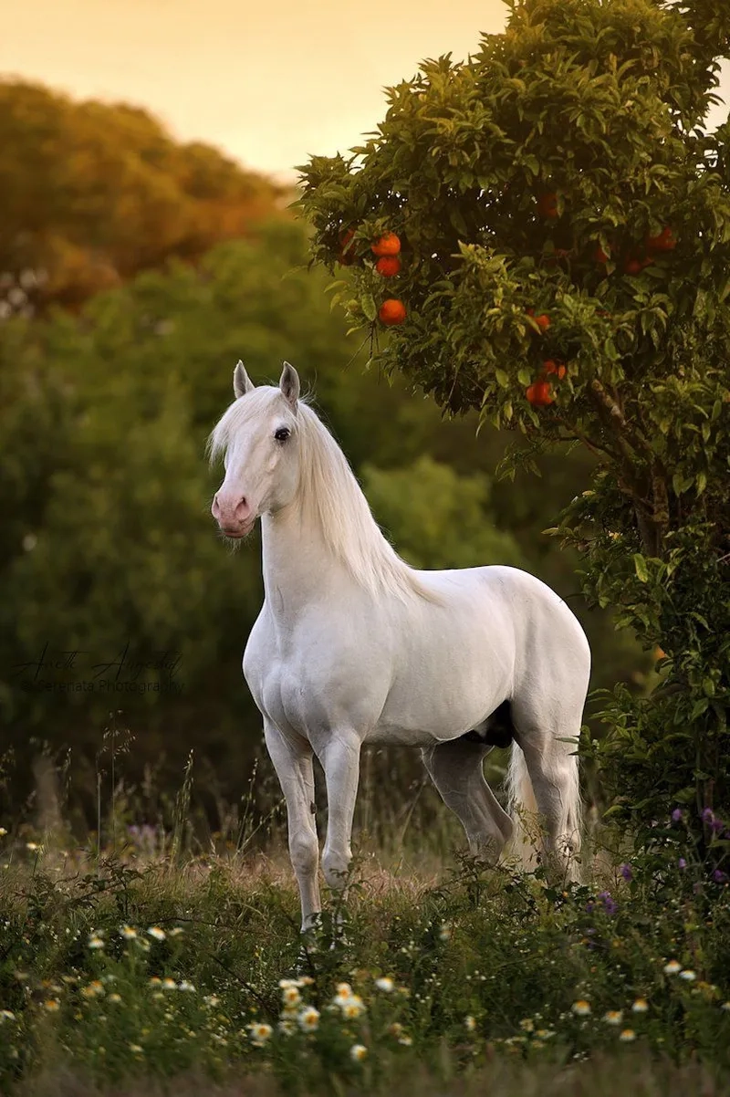 Các loại thức ăn cho ngựa bạch tốt