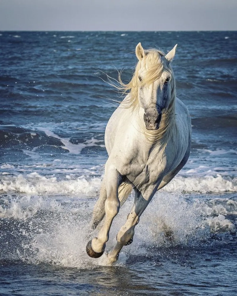 Đặc điểm giống ngựa bạch Lạng Sơn quý