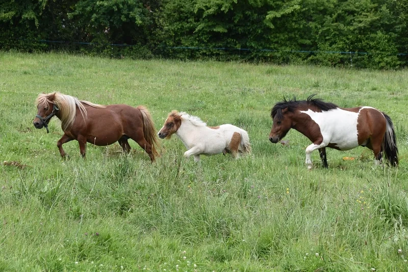 Tư vấn mua ngựa Pony ở đâu uy tín