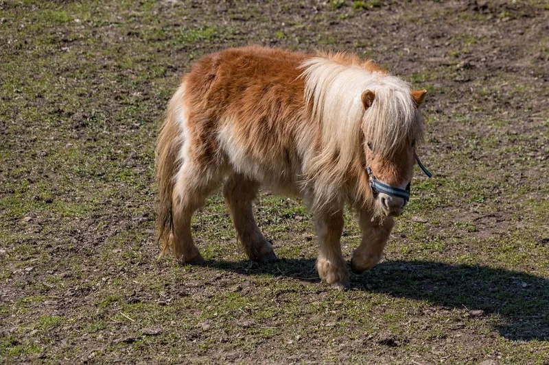 Quy trình huấn luyện ngựa Pony chuyên