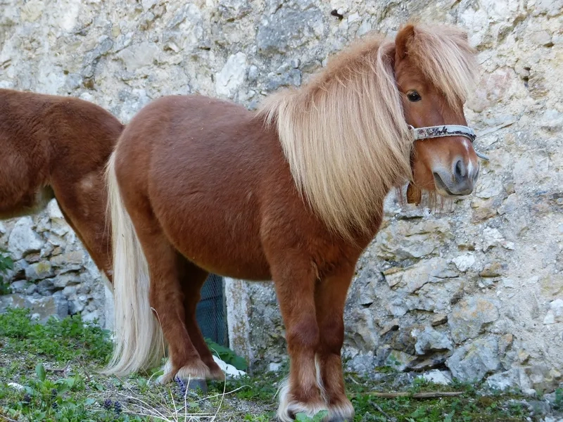 Cách chăm sóc ngựa Pony mini tại nhà