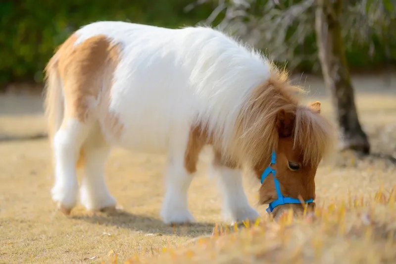 Vẻ đẹp của ngựa Pony Shetland thuần