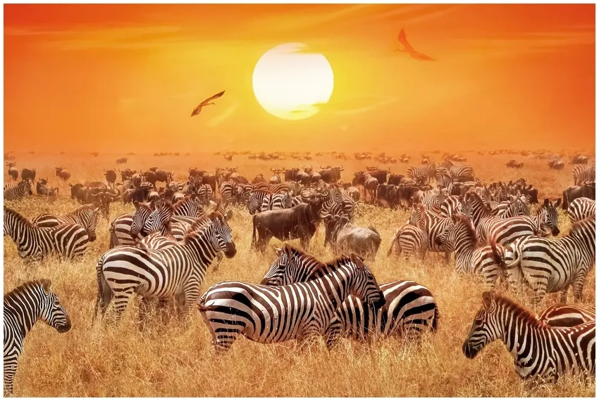 Khám phá tập tính ngựa vằn sinh sống theo đàn