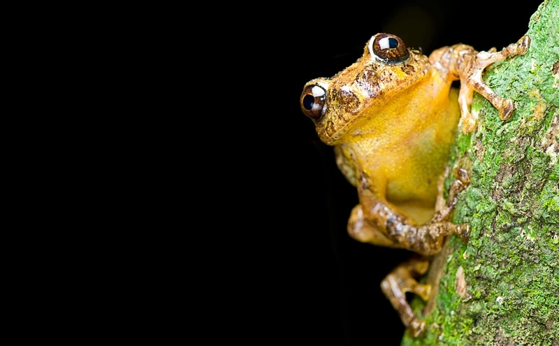 Đặc điểm nổi bật của nhái bén 