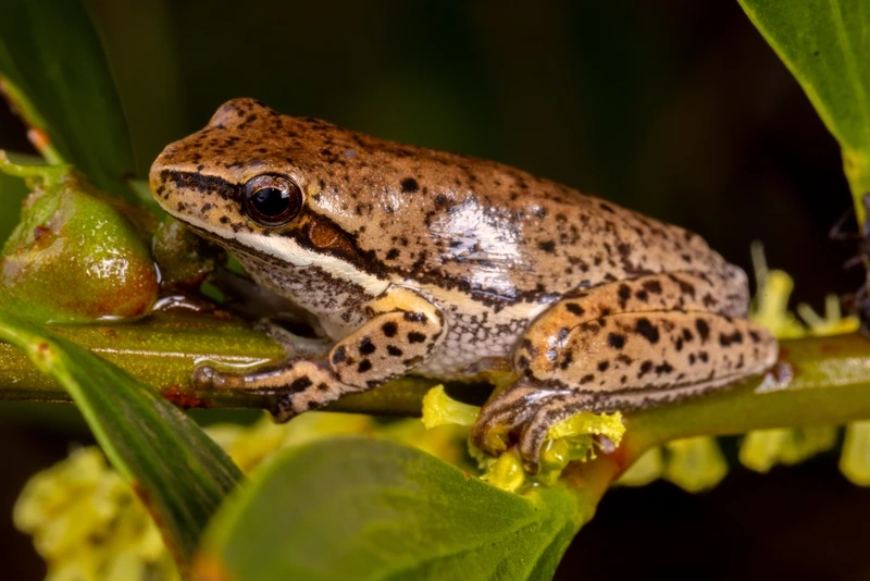 Thú cưng nhỏ xinh nhái bén mini đáng yêu và hiền