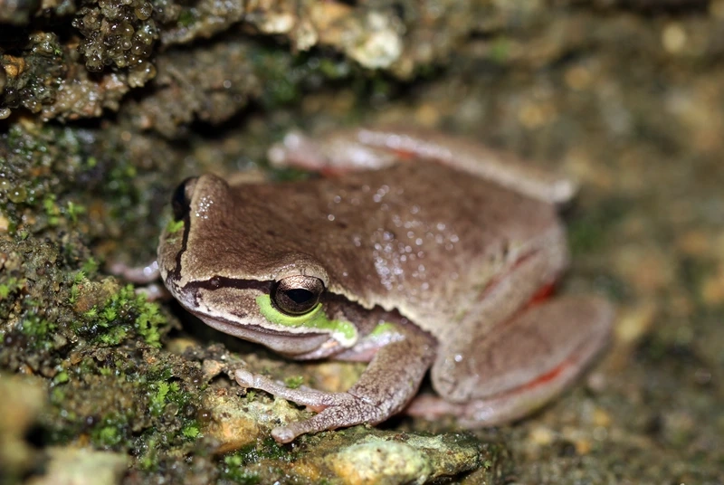 Khám phá nhái bén leo cây linh hoạt và sinh động