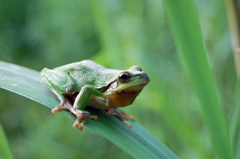 Ngắm nhái bén nhanh nhẹn linh hoạt và sống động