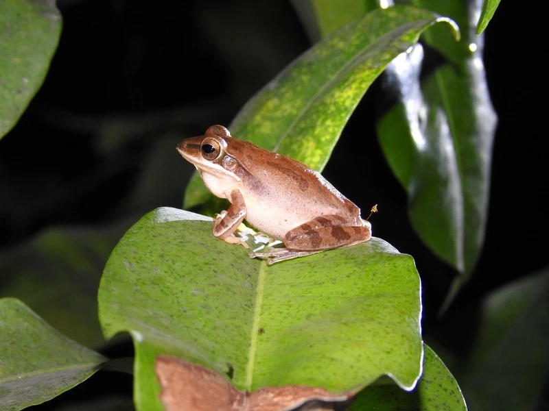 Tạo khung hình đẹp với nhái bén tạo dáng đẹp rực rỡ
