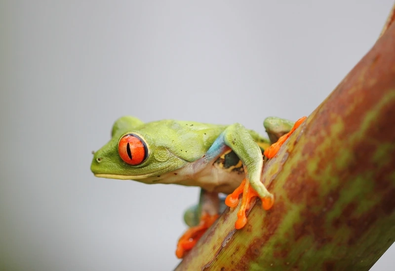Nuôi nhái bén pet đáng yêu và sinh động