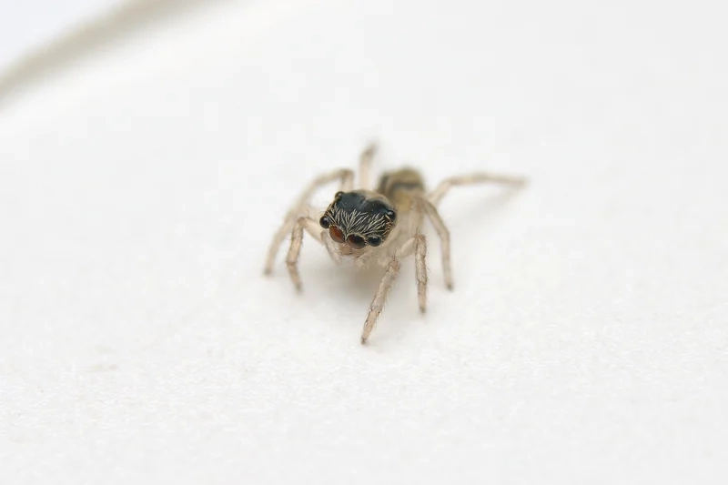 Tìm hiểu khoa học với nhện nhảy sinh học