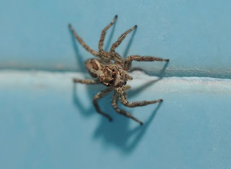 Trải nghiệm vẻ đẹp thuần khiết của nhện nhảy tự nhiên