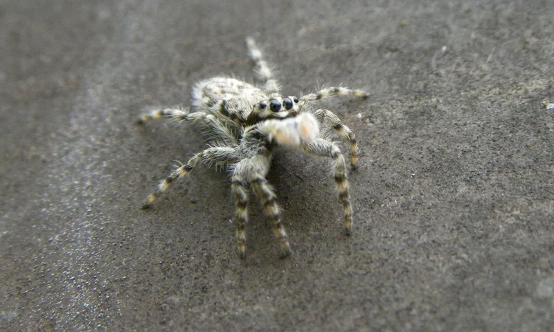 Hình ảnh sắc nét và sống động là nhện nhảy hình ảnh rõ