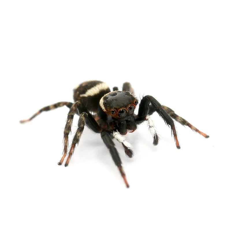 Hòa mình cùng thiên nhiên với nhện nhảy thiên nhiên