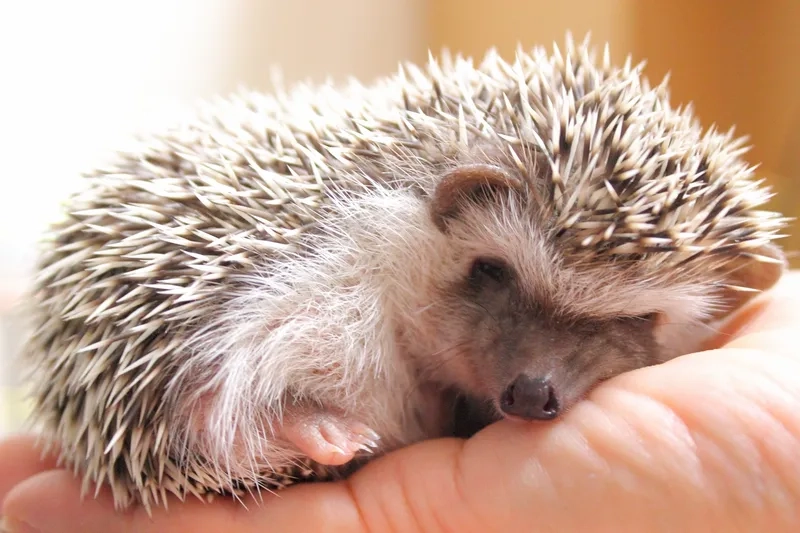 Các mẫu lồng nuôi nhím kiểng sạch