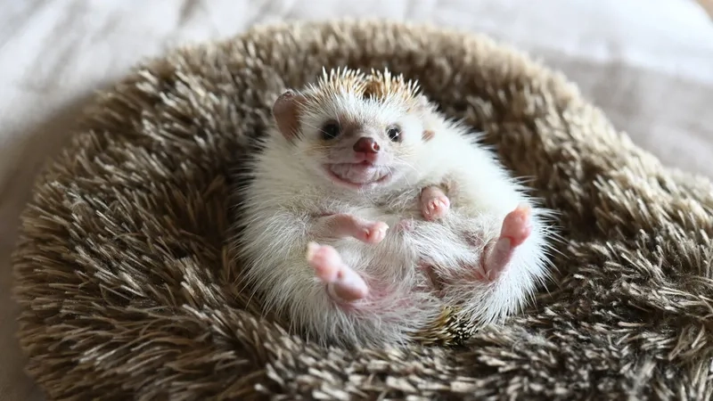 Cho nhím kiểng ăn sâu khô giòn