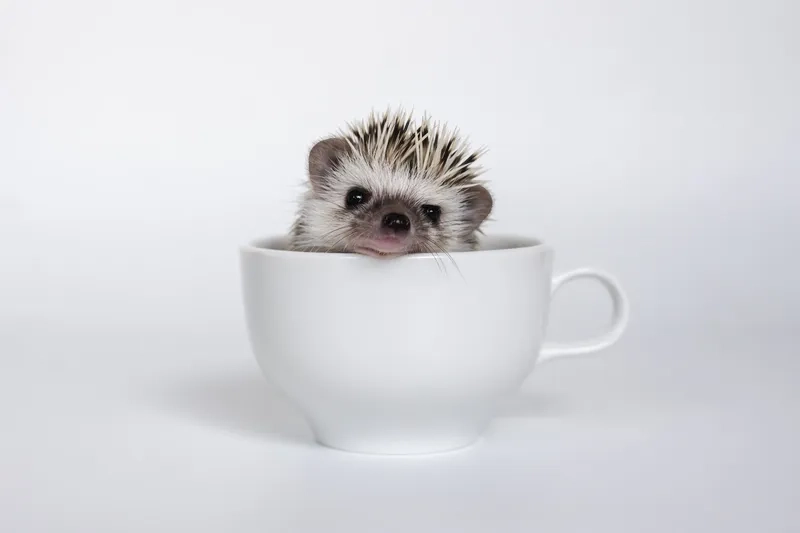 Loại thức ăn cho nhím kiểng đủ chất