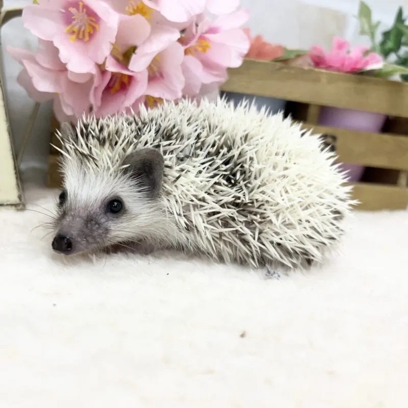 Khám phá về tuổi thọ nhím kiểng