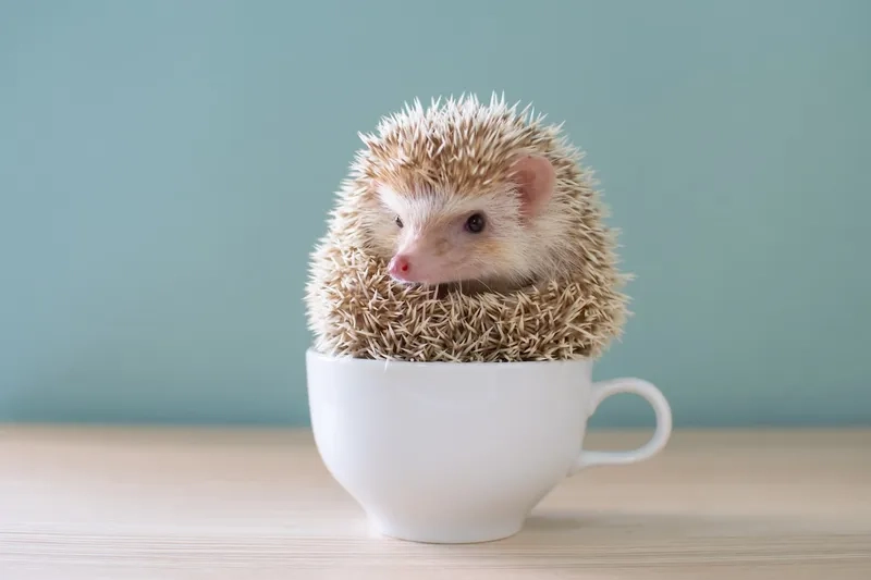 Tìm hiểu xem nhím kiểng ăn gì tốt