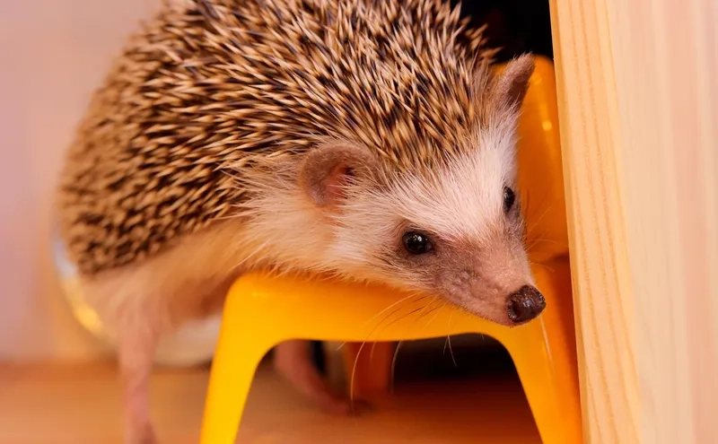 Xử lý khi nhím kiểng bị rụng lông