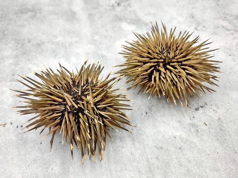 Cầu gai là sinh vật quen thuộc vùng biển nông