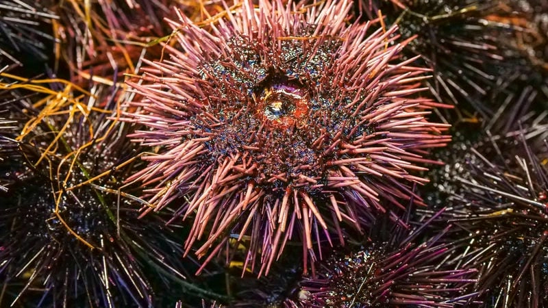 Nhím biển gây ấn tượng với hình dáng tròn gai