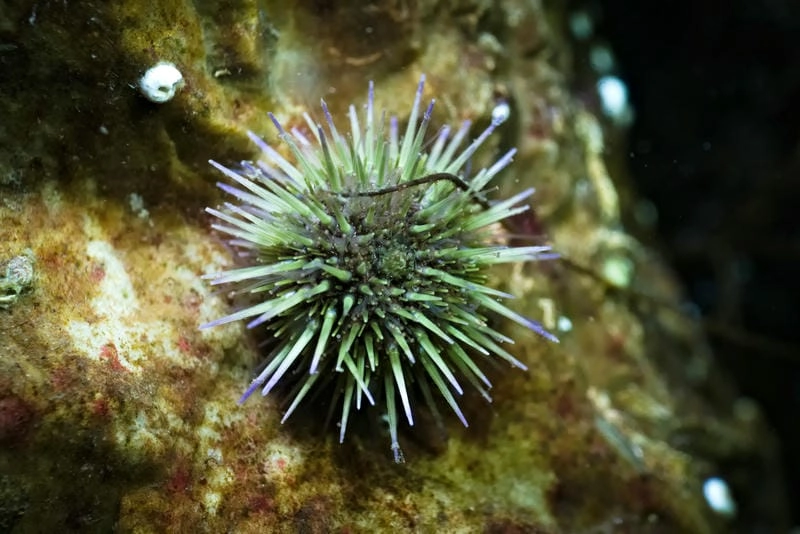 Các loại nhum biển đa dạng màu sắc hình dạng