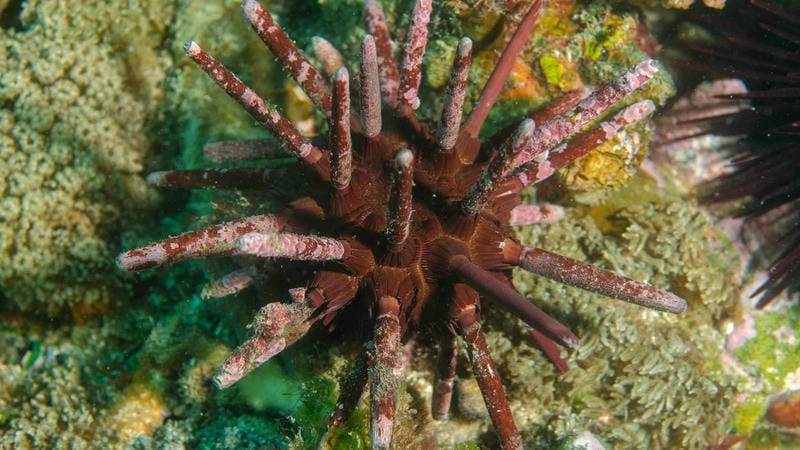 Đặc điểm nhum biển gai cứng bảo vệ cơ thể