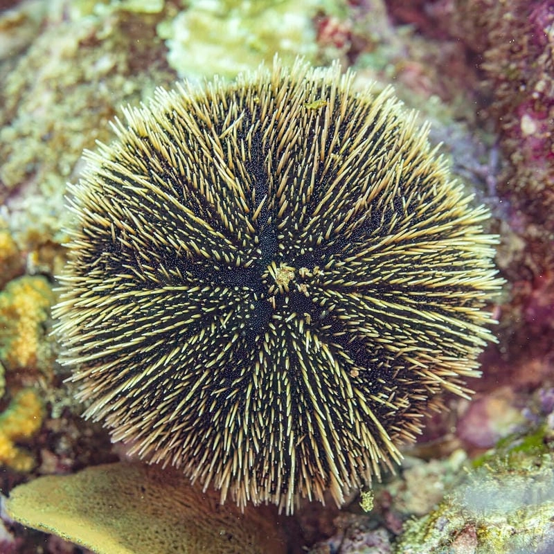 Cấu tạo nhum biển độc đáo thích nghi đáy biển