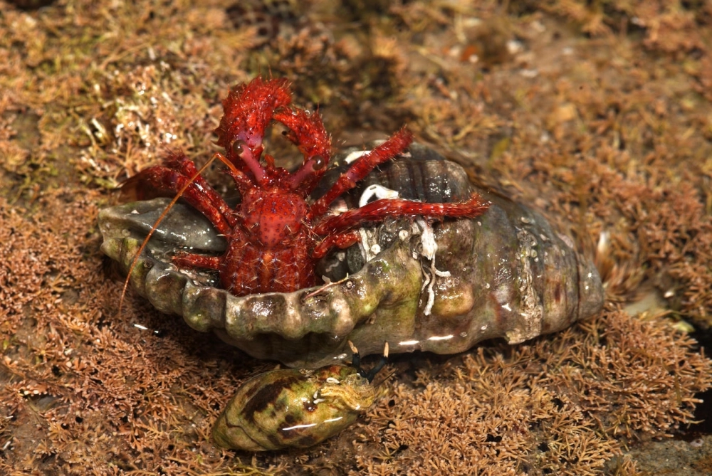 Ốc mượn hồn bò trên cát trắng dưới ánh nắng mặt trời rực rỡ