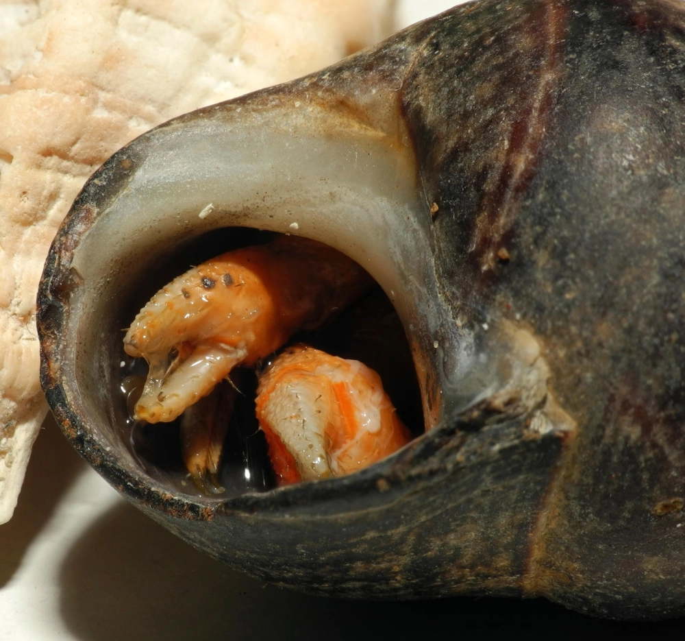 Vỏ ốc mượn hồn nghệ thuật được trang trí hoa văn độc đáo