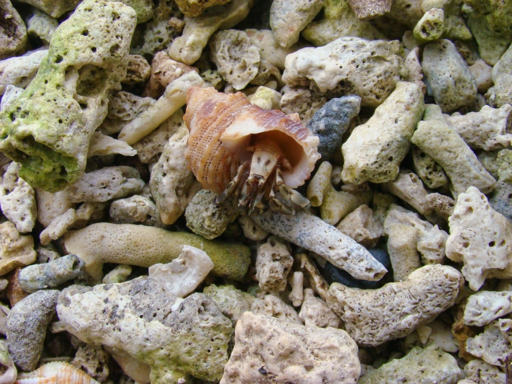 Ốc mượn hồn bò trên cát tạo nên những đường nét thú vị